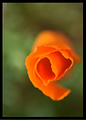 Flower in Soft Focus