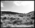 Desert Scene 1