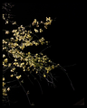 Flora at Night
