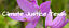Image of Climate Justice Texas