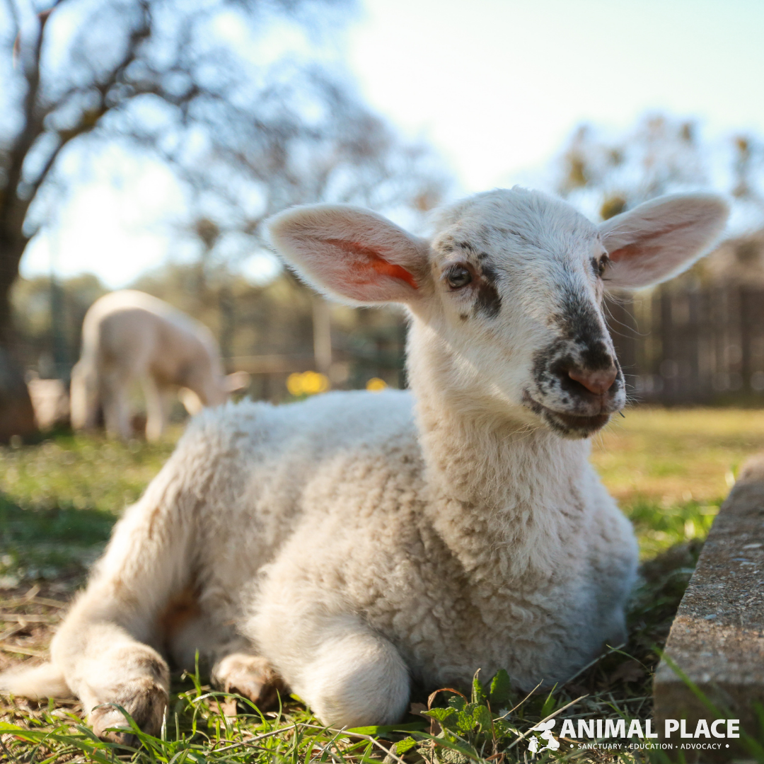 Animal Place