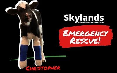 Skylands Animal Sanctuary and Rescue