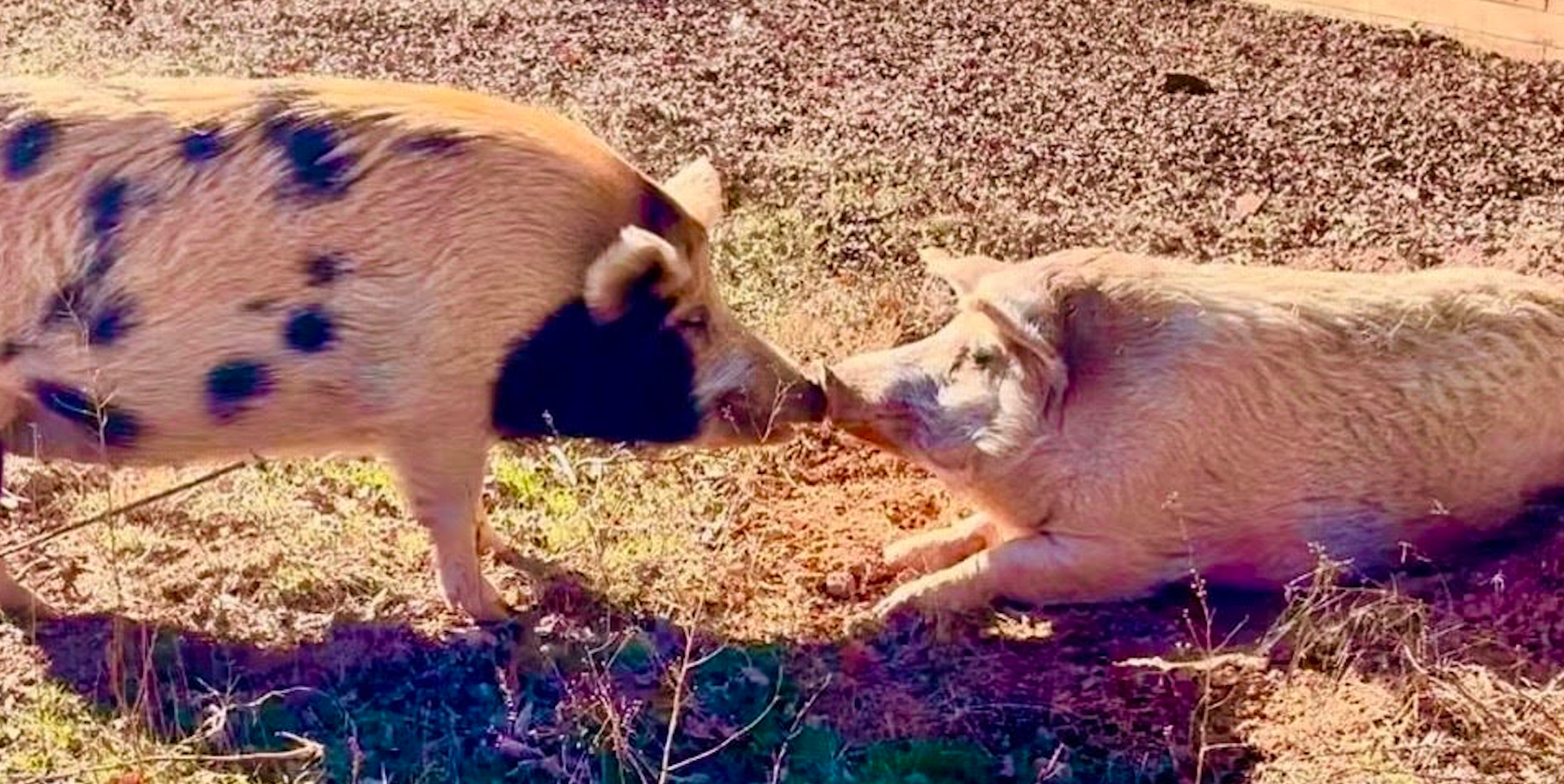 Full Circle Farm Sanctuary