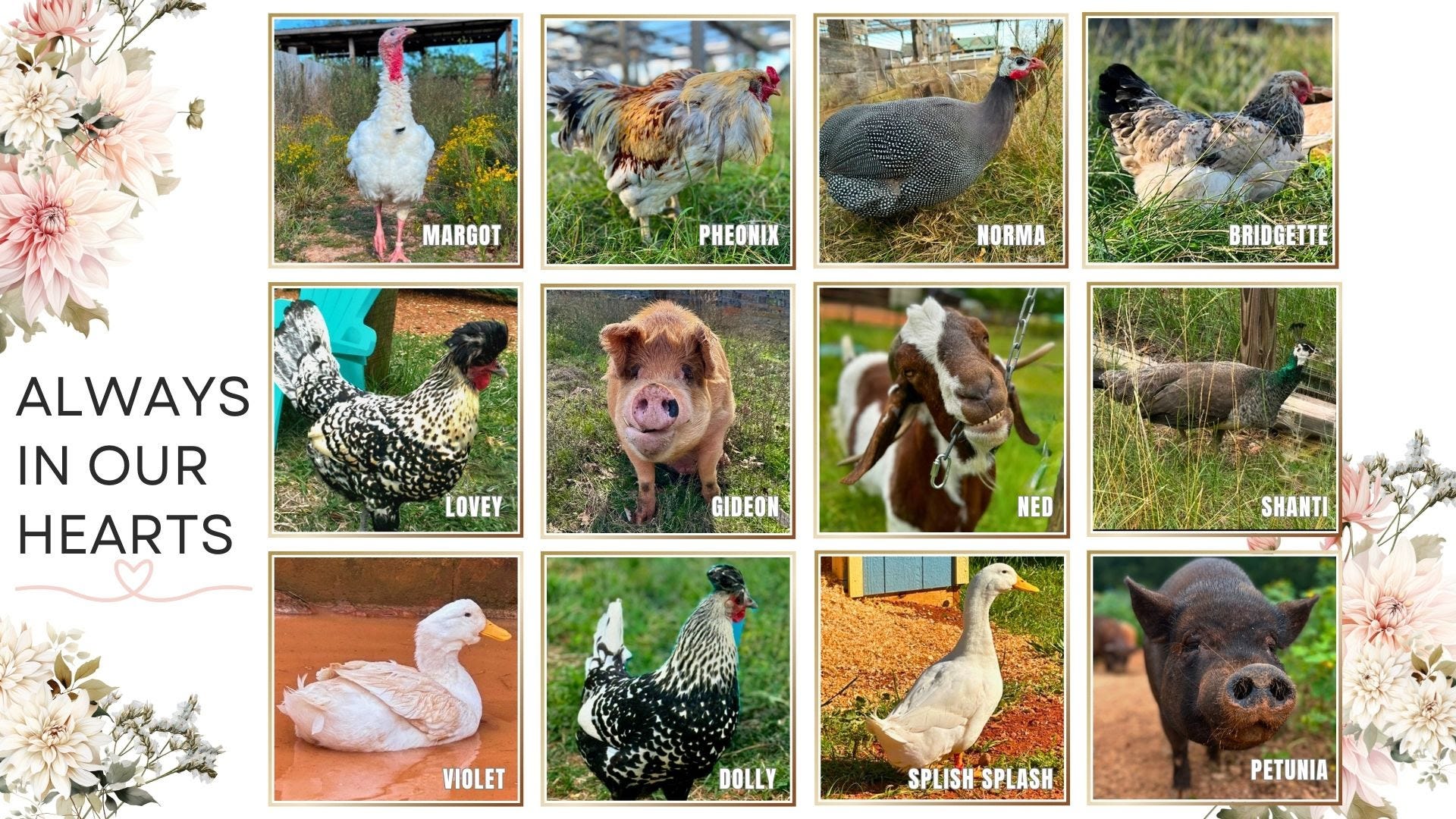 Full Circle Farm Sanctuary